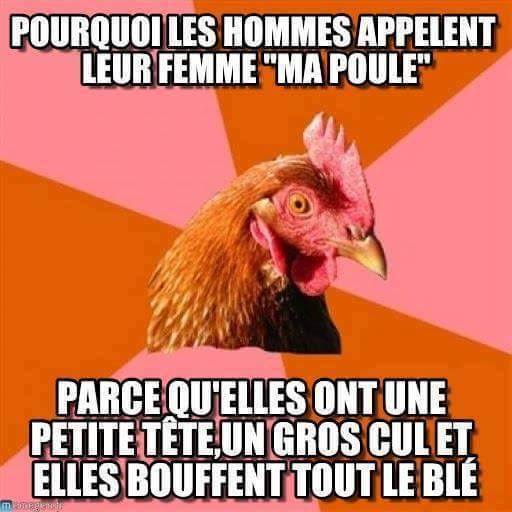 humour en images II - Page 4 Poule-mdr-lol